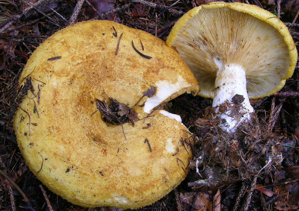 Qualche fungo � arrivato.